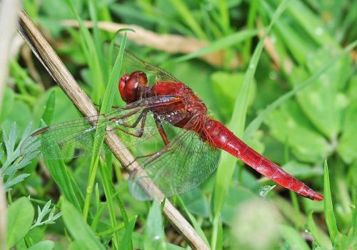 Réf. 328 045 : Crocothemis erythraea
